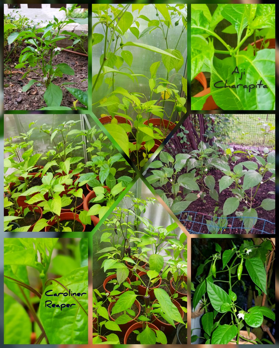 inCollage_20210820_072340548.jpg