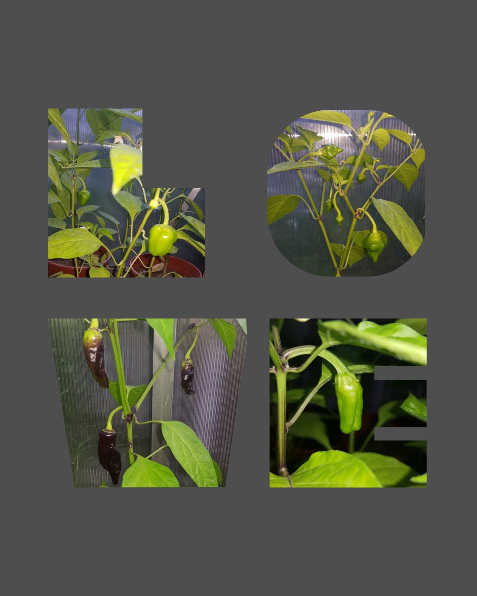 inCollage_20210829_081021547.jpg