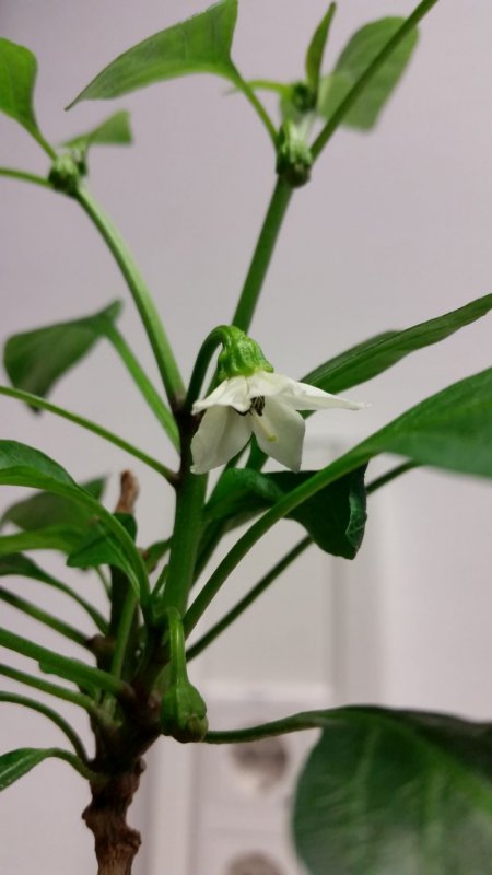 Jala fuego 1.Blüte 2018.jpg