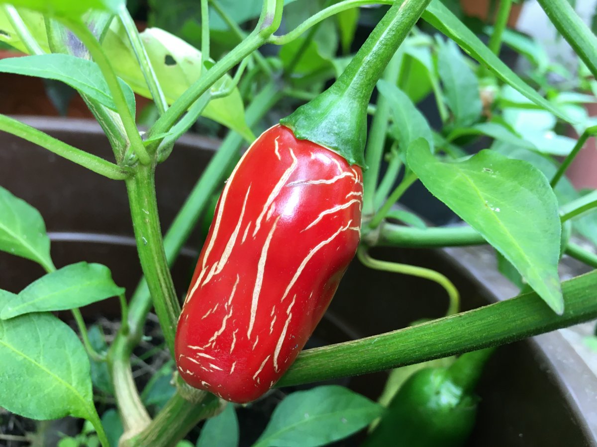 Jalapeno Agri.JPG