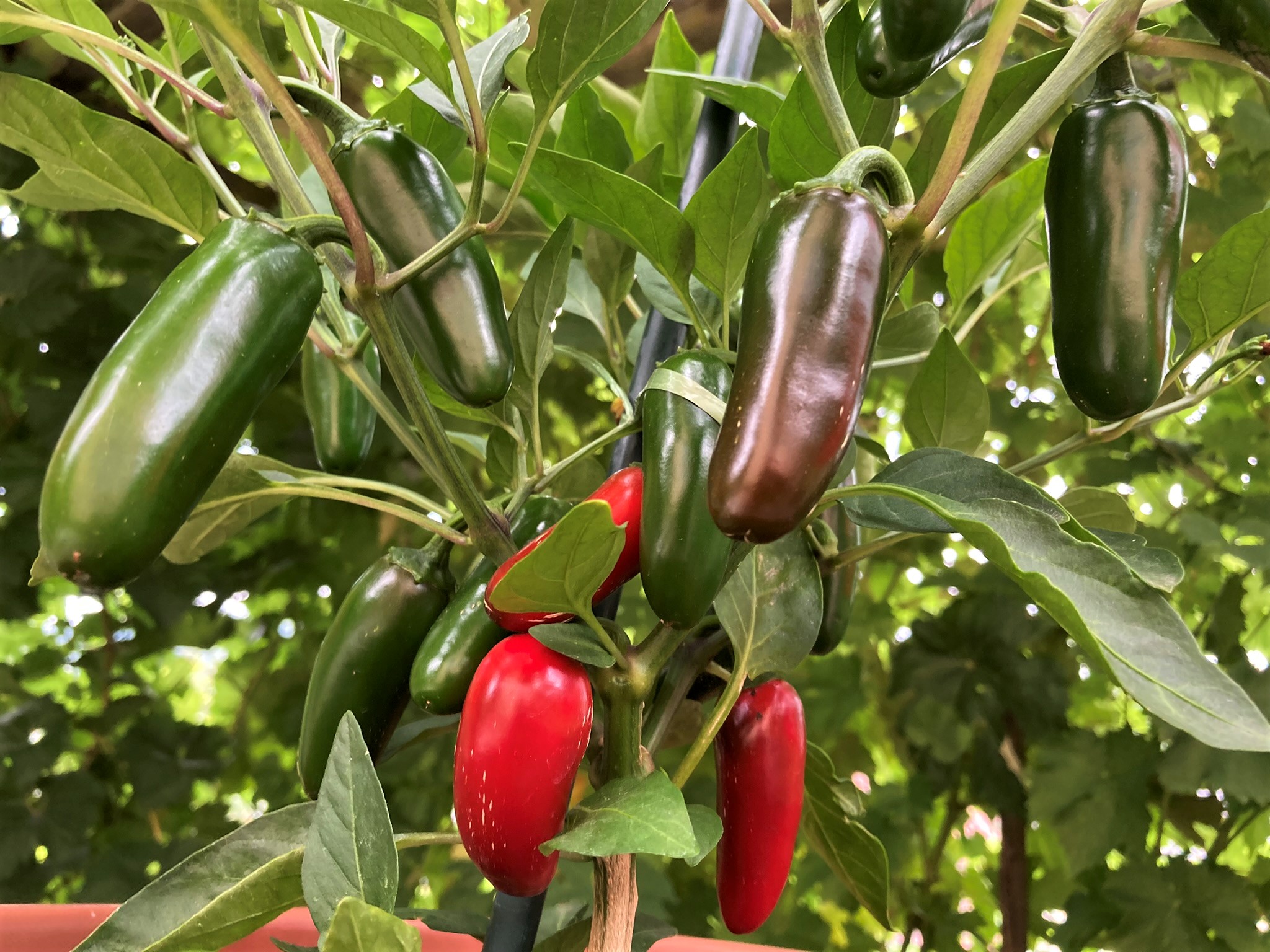 Jalapeño.jpeg