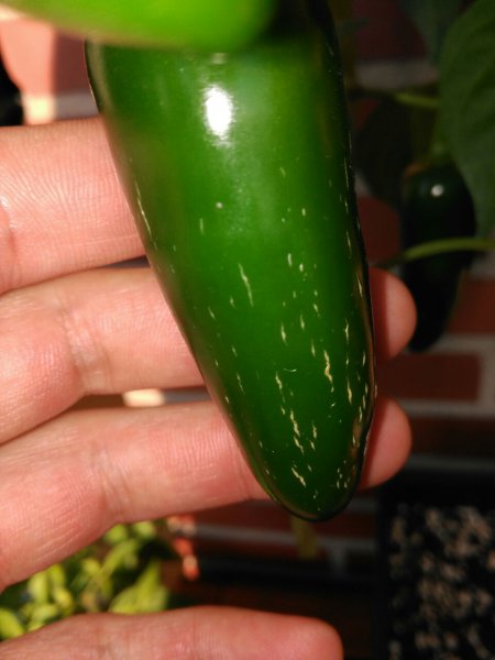 Jalapeno.jpg