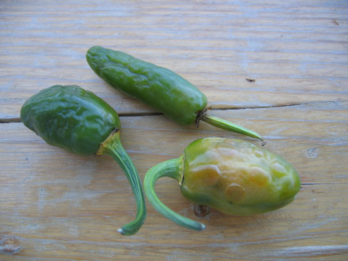 Jalapeno NuMex Primavera (1).jpg