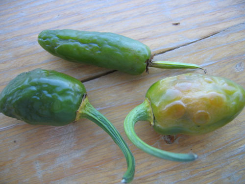 Jalapeno NuMex Primavera (2).jpg