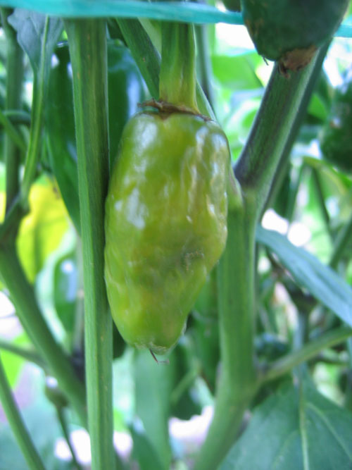 Jalapeno NuMex Primavera (4).jpg