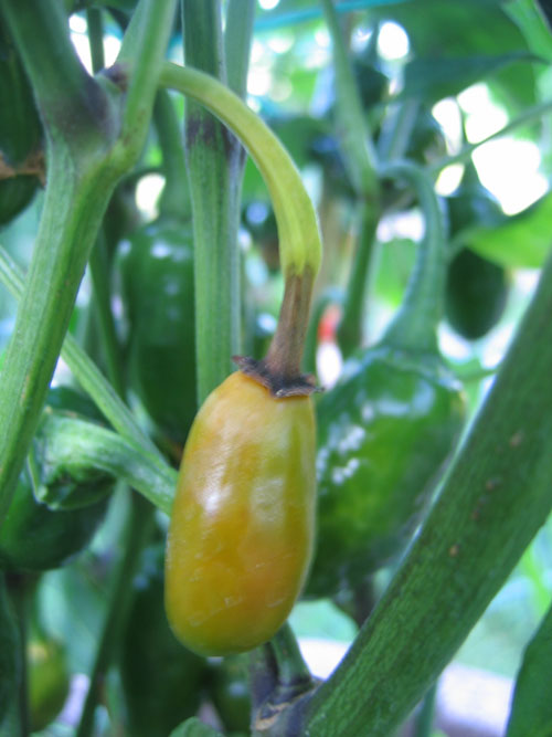 Jalapeno NuMex Primavera (5).jpg