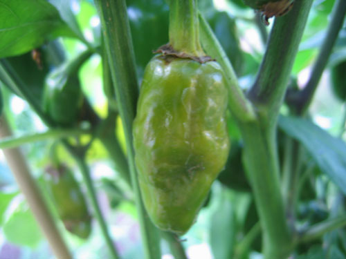 Jalapeno NuMex Primavera (6).jpg