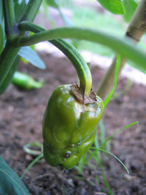 Jalapeno NuMex Primavera (7).jpg