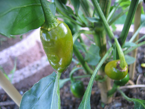 Jalapeno NuMex Primavera (8).jpg