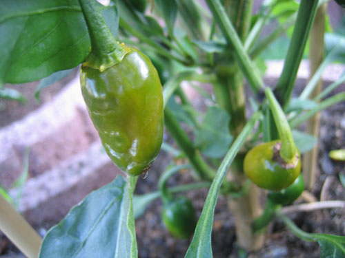 Jalapeno NuMex Primavera (9).jpg