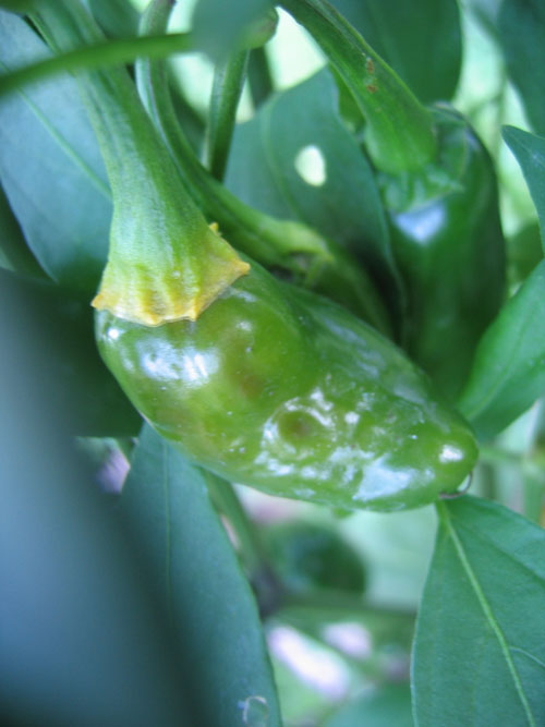 Jalapeno NuMex Primavera..jpg