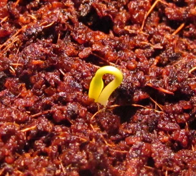 Jalapeno21.02.jpg