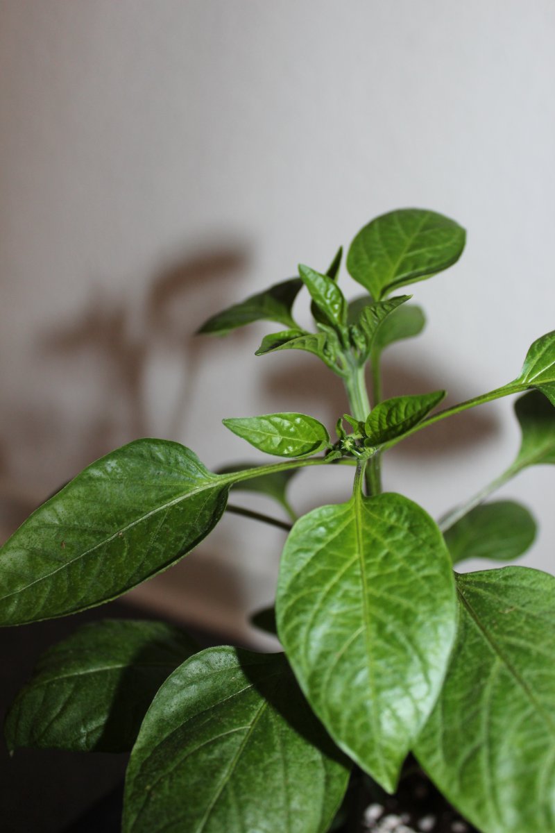 Jalapeno4.JPG