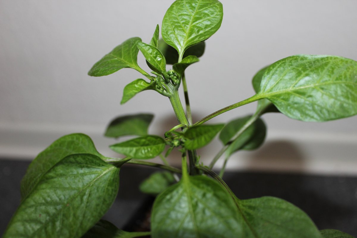 Jalapeno5.JPG