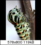 k-raupenanbinden27u2y5z.jpg