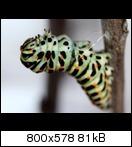 k-raupenanbinden31kub4f.jpg