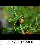 k-siebenpunkt247tpdq.jpg