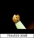 k-siebenpunkt35a9qb0.jpg