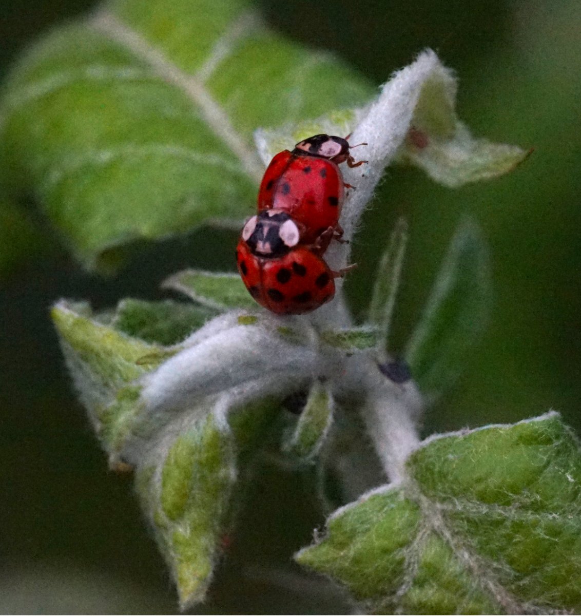 käfer beim.jpg