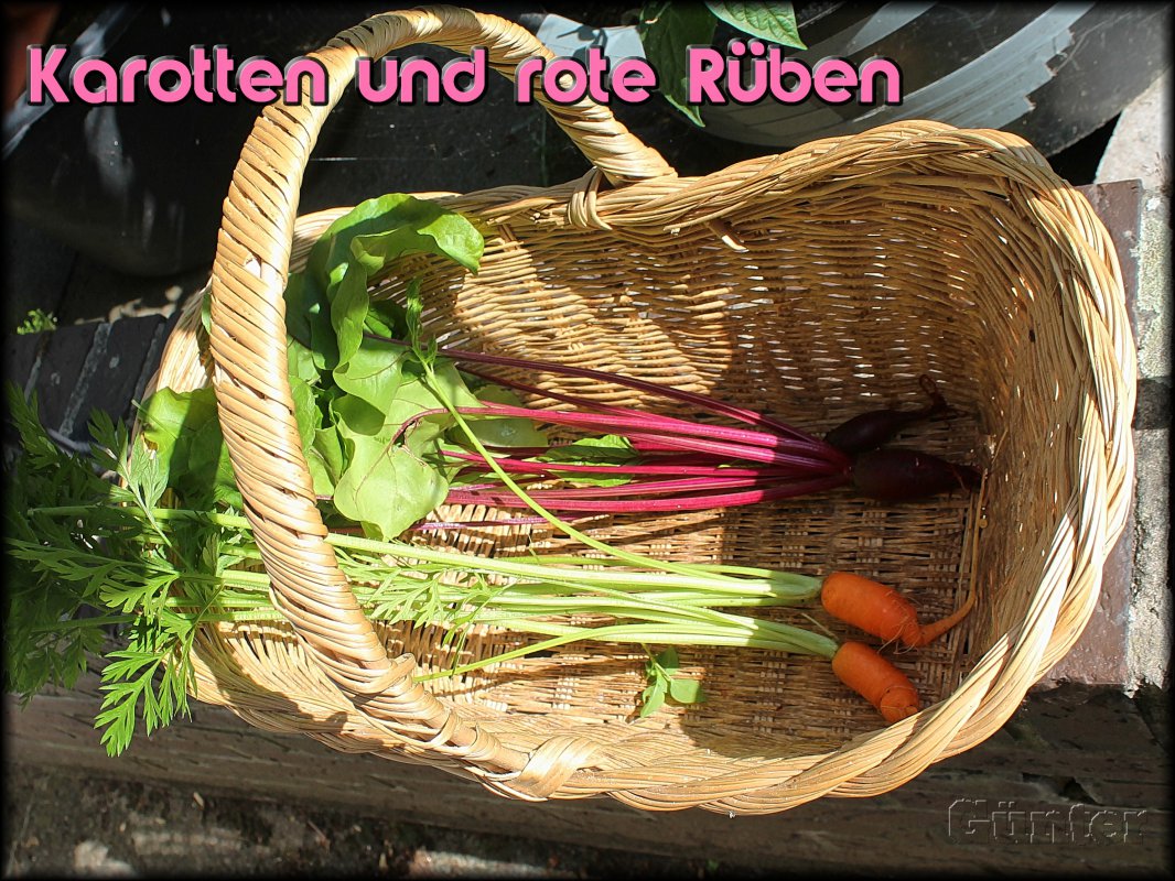 Karotten und Rüben.JPG