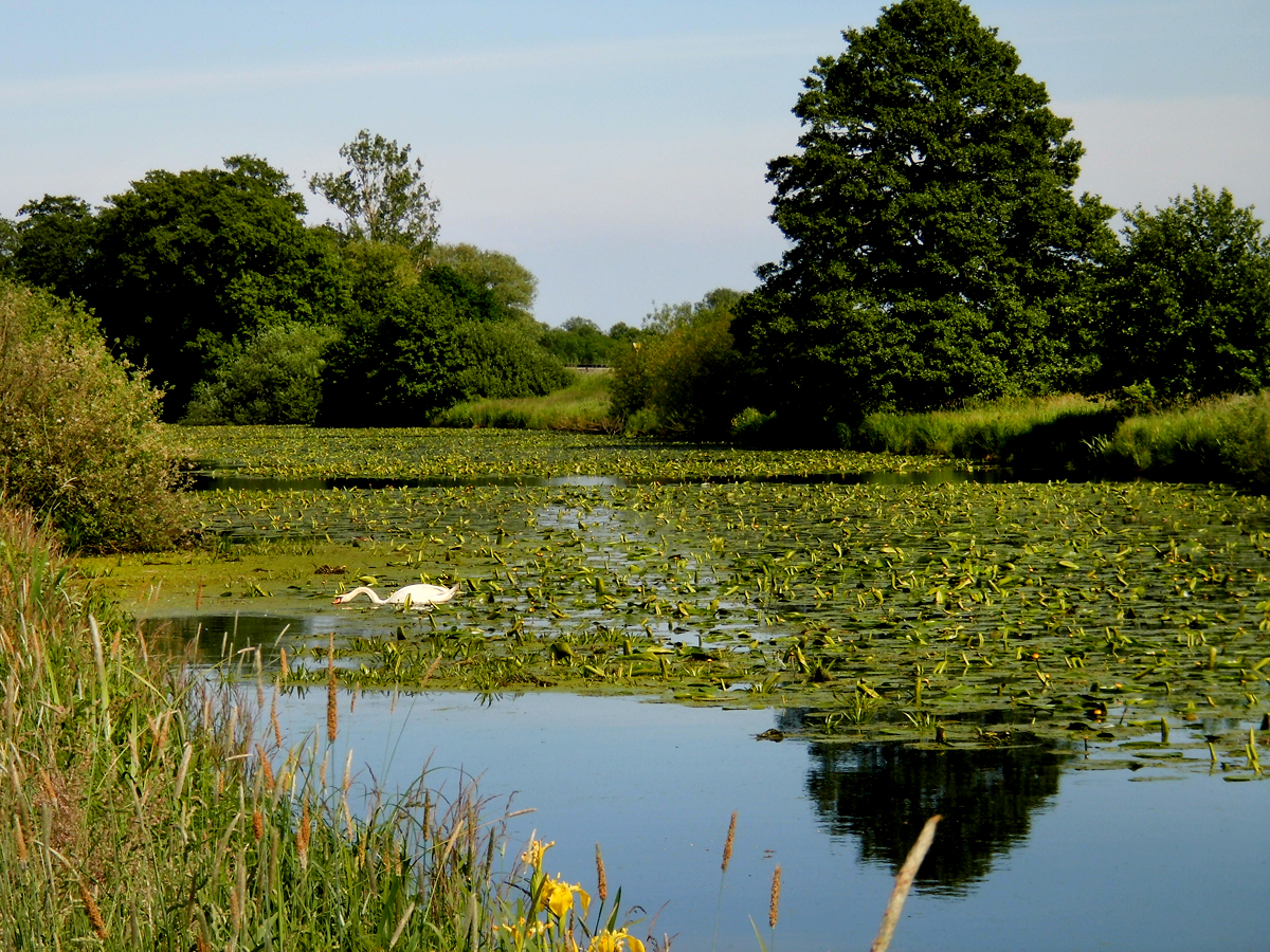 Kirchdammgraben_Mutter-Schwan.jpg
