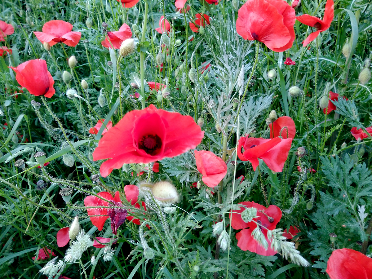Klatschmohn_A281.jpg