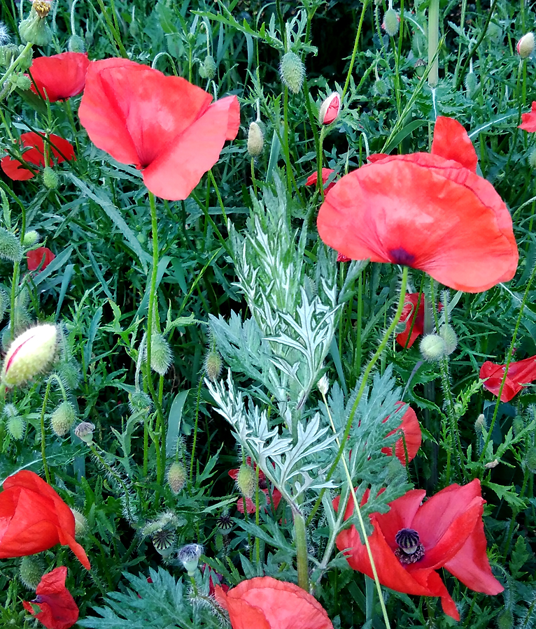 Klatschmohn_A281-nah.jpg