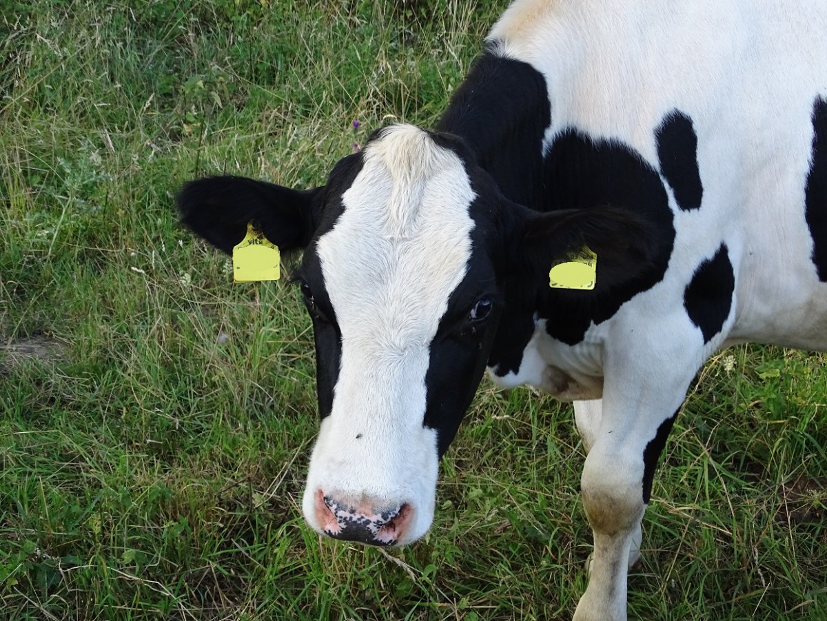 kleiner Bulle a.jpg