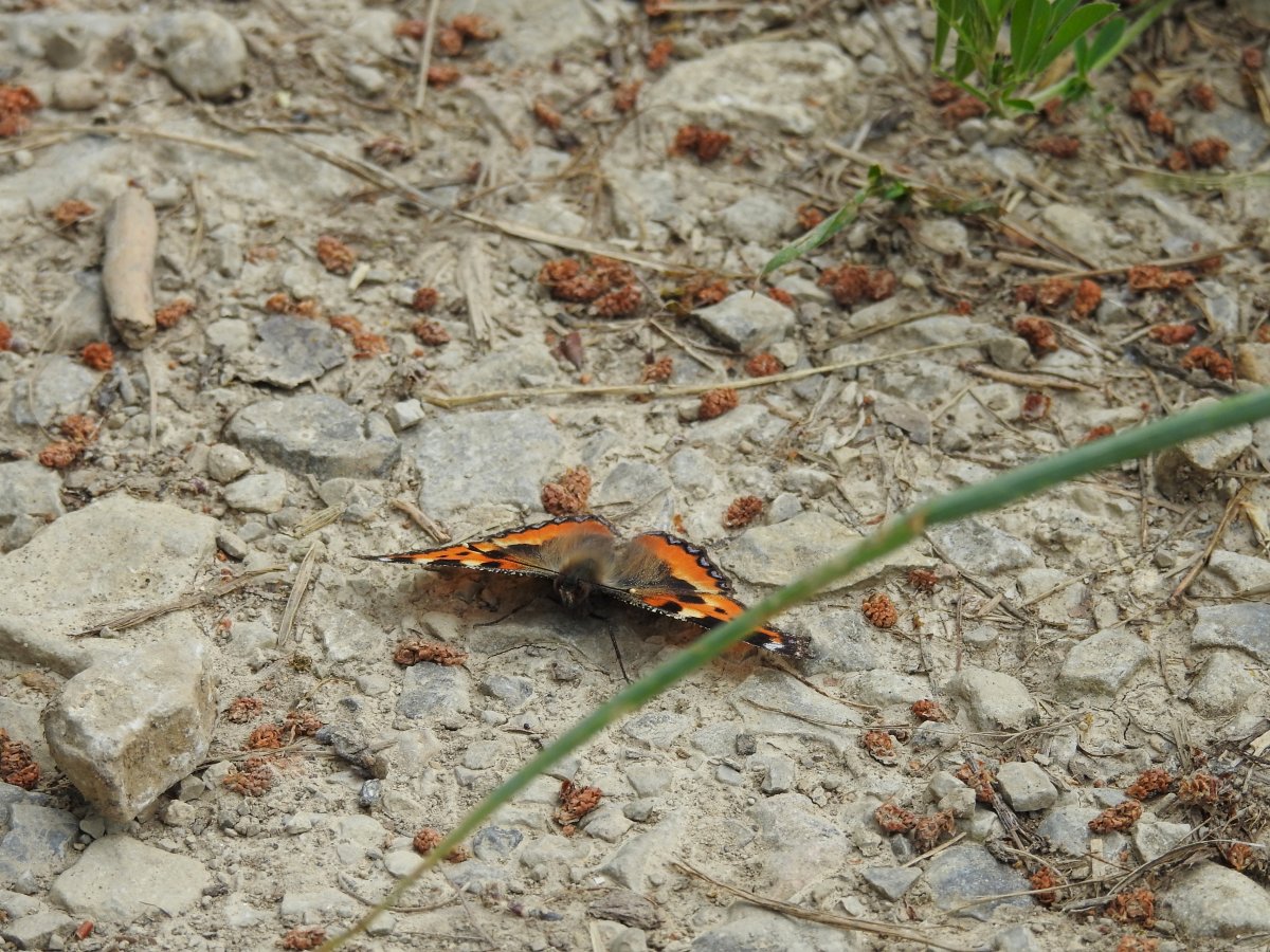 Kleiner Fuchs.jpg