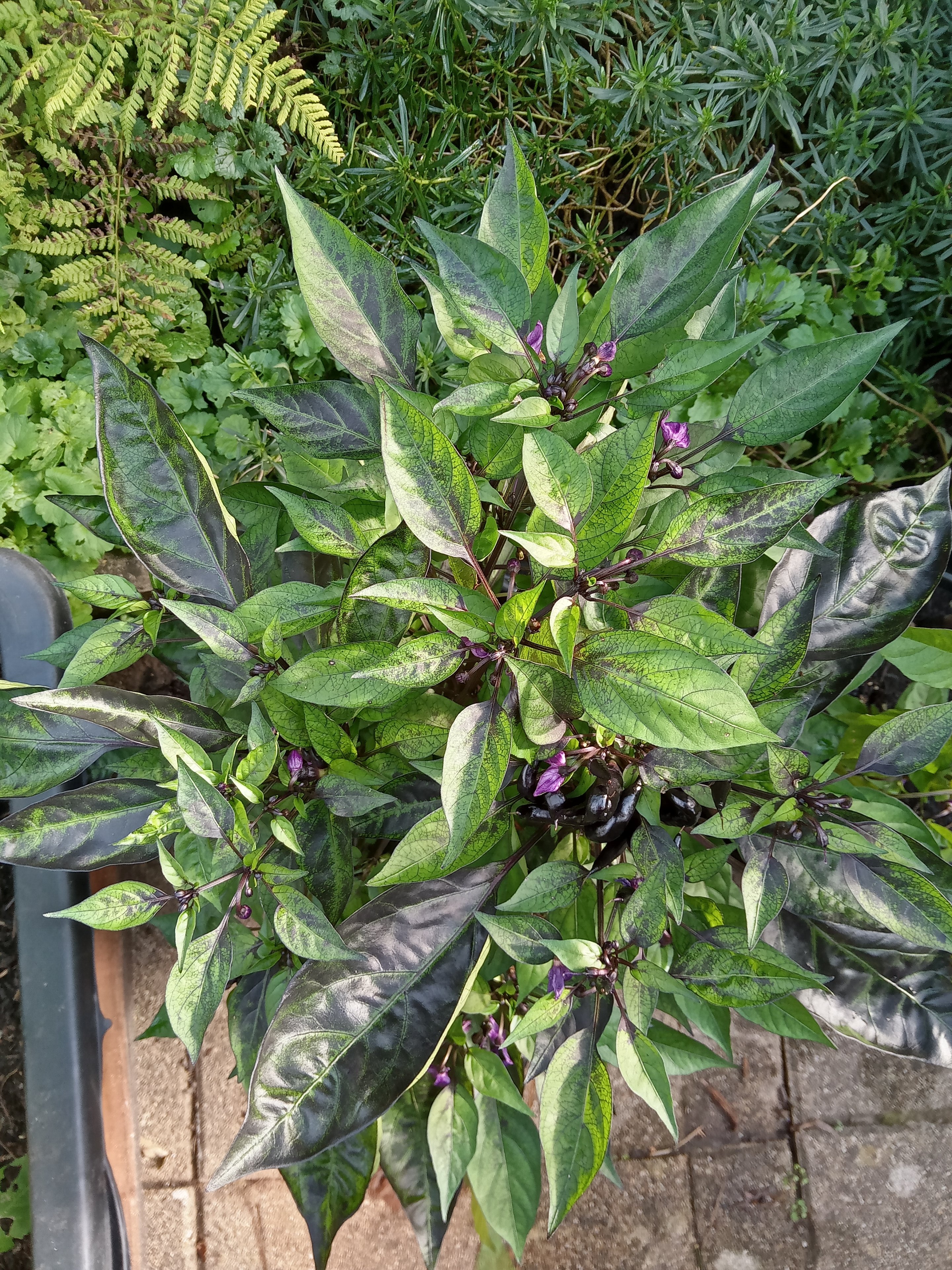 Köpük Blüte von oben.jpg