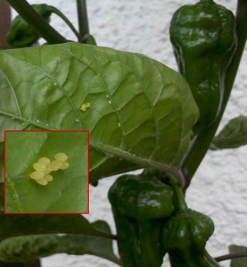 ladybug_eggs.jpg