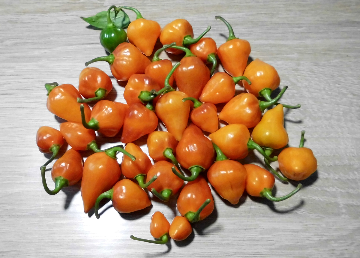 Lanterns_crop-241021.jpg