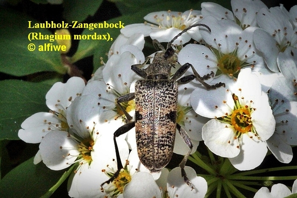 laubholzzangenbock27muzc.jpg