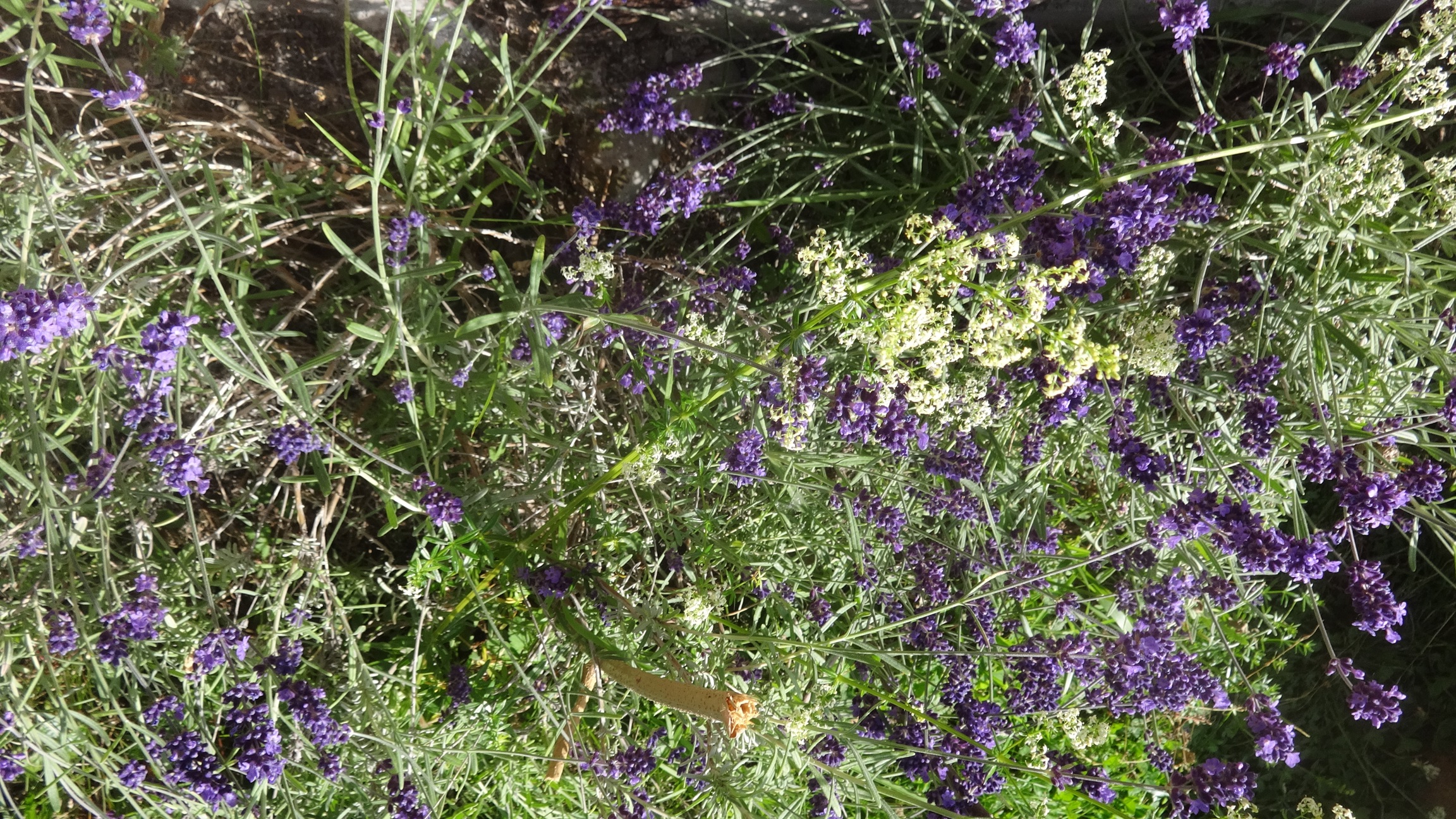 lavendel.JPG