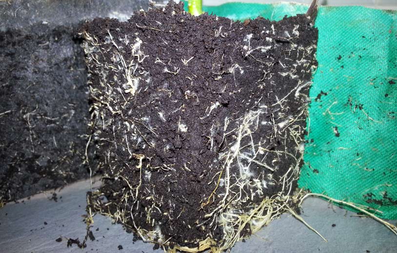 Links-Root-Pouch---rechts-Einkaufstaschen-Gewebe-20141019_141217.jpg