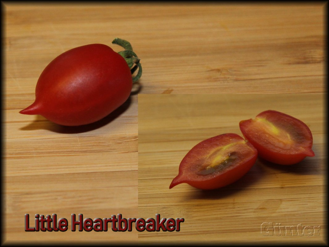 Litlle Heartbreaker.JPG