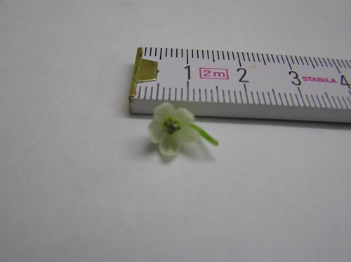 m_P1010034.JPG