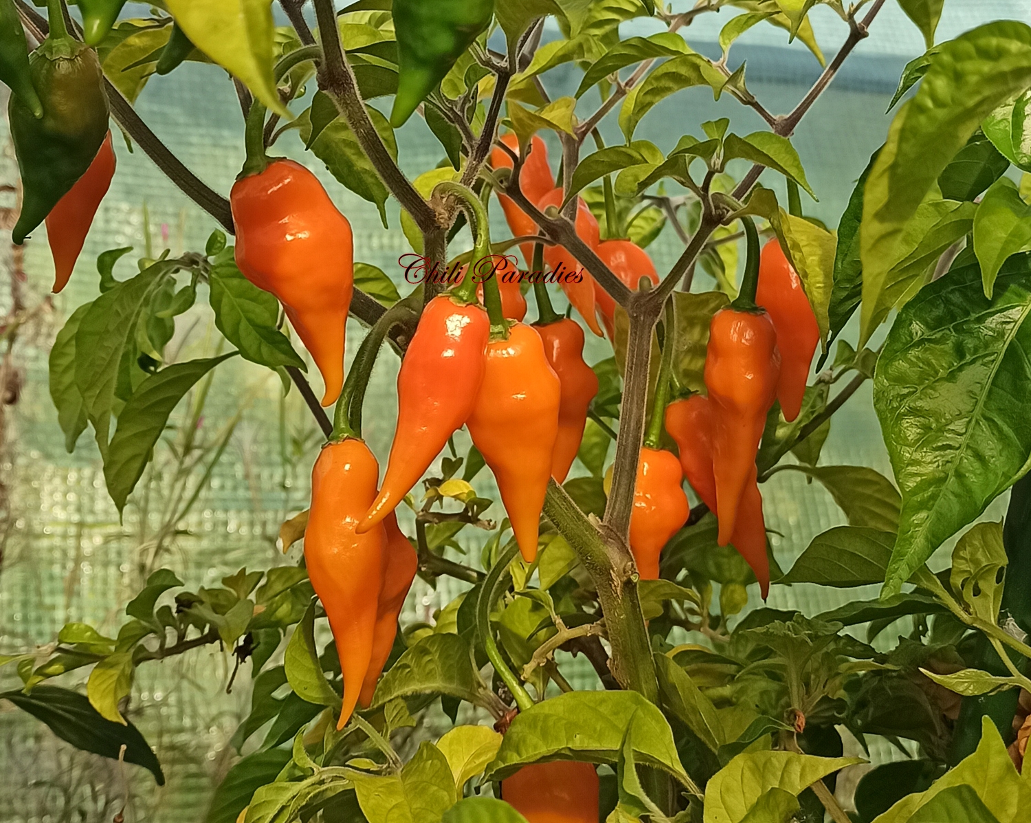 Martinique4.jpg