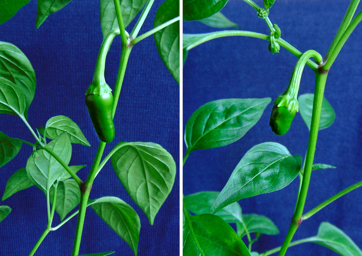 Mattapeno_fruit-duo.jpg