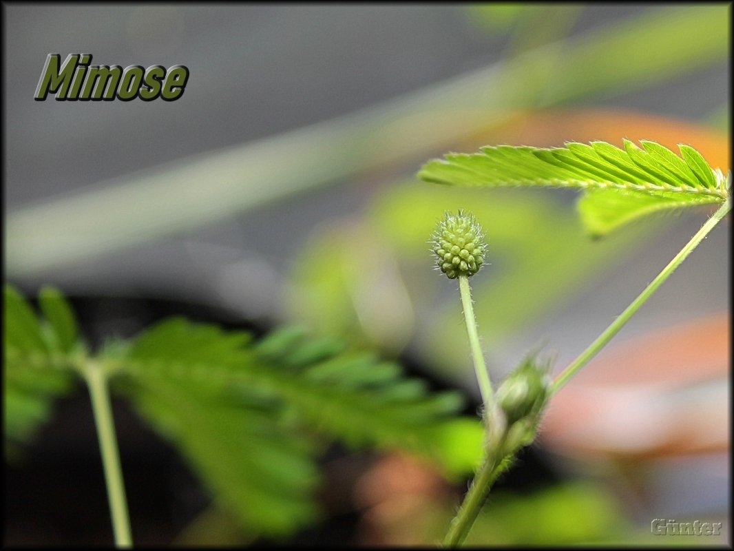 Mimose.JPG