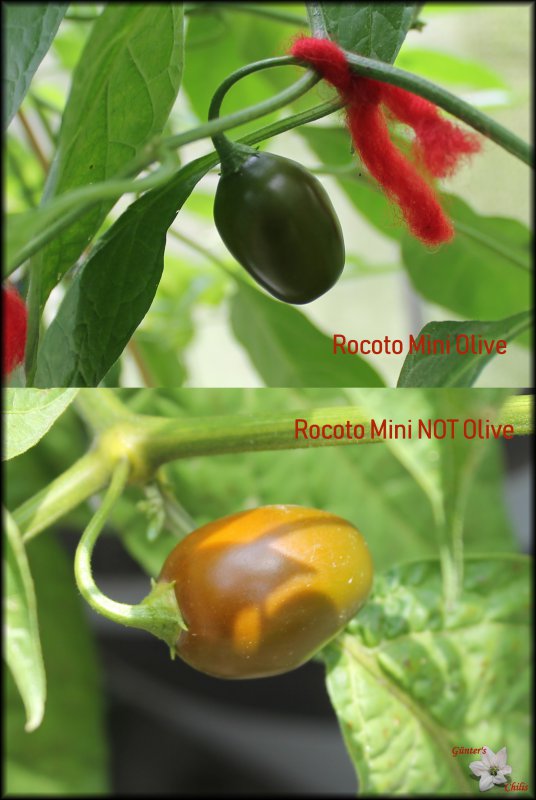 Mini Olive.jpg