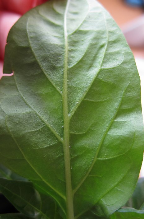 Miniature Red unterseite.jpg