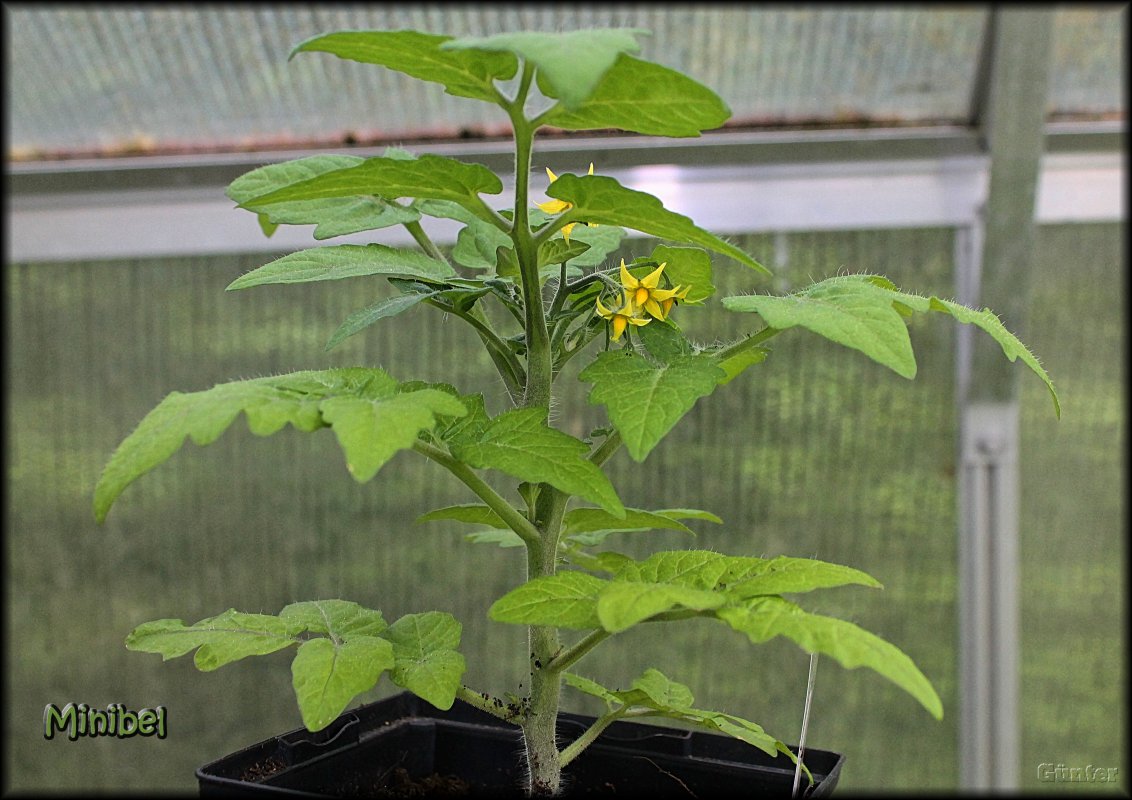 Minibel_24042018.JPG
