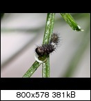 miniraupe291kbtk.jpg