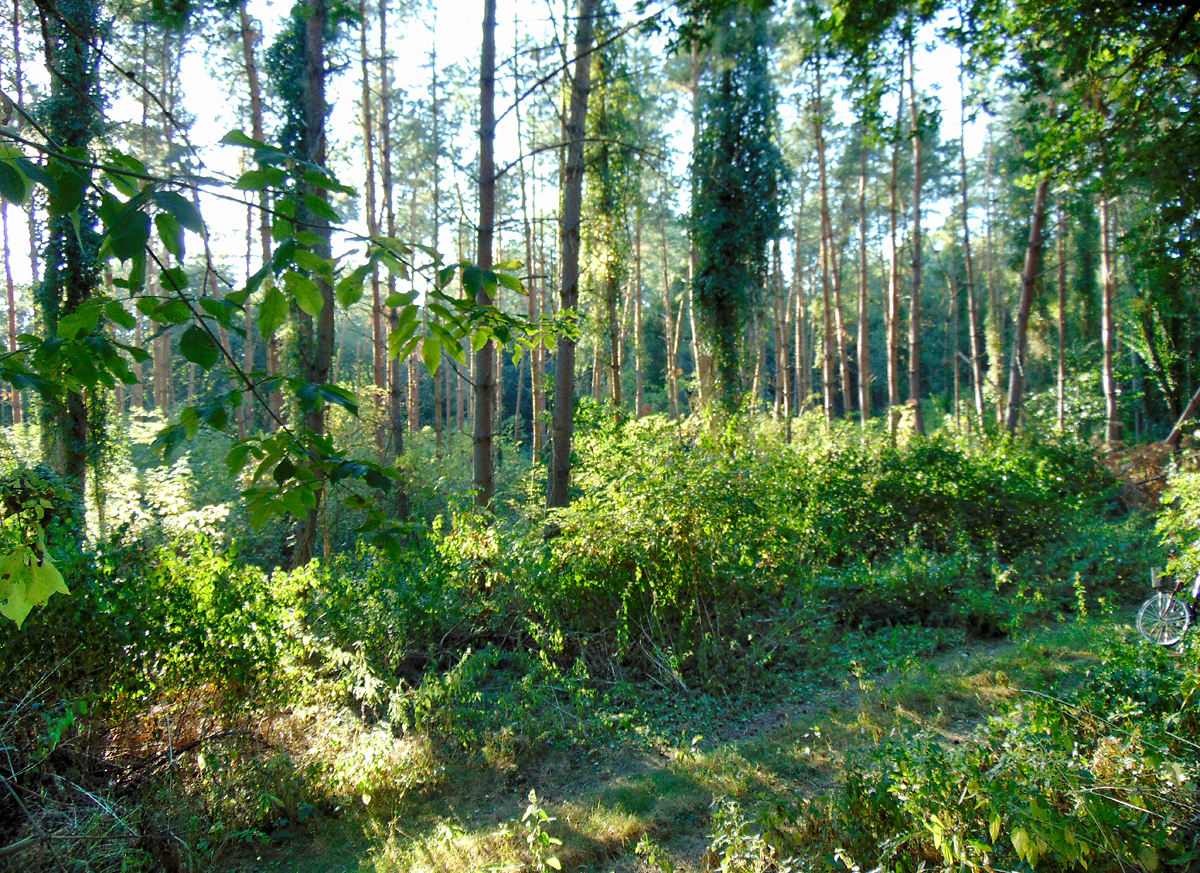MUNA-Wald.jpg