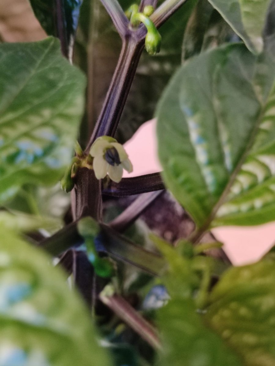 Numex Suave Orange mit Blüte.jpg