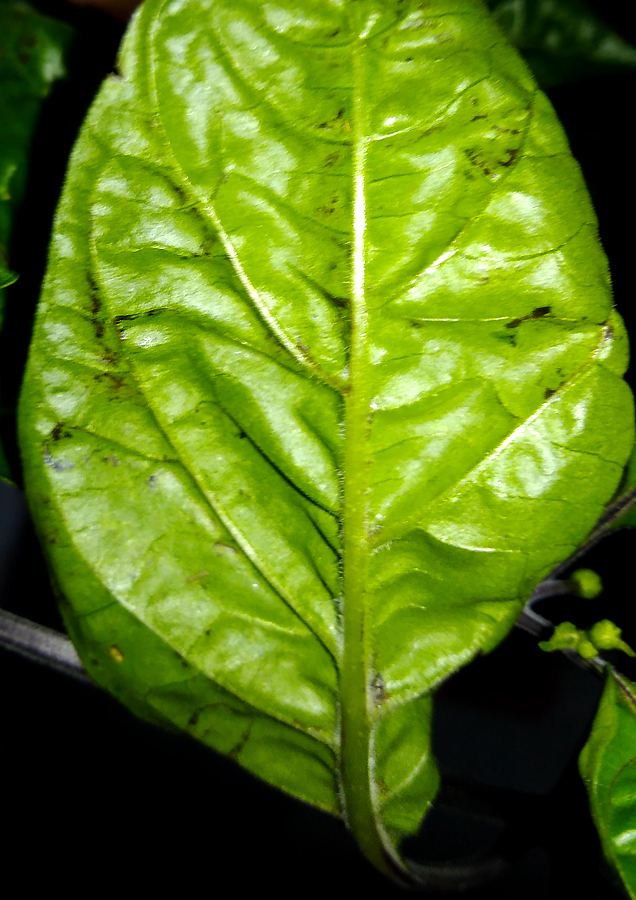OL_after-neem_leaf.jpg