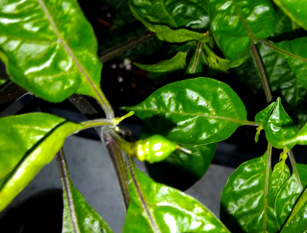 OL_first_fruit.jpg