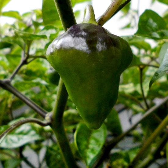 OL_fruit-4.jpg