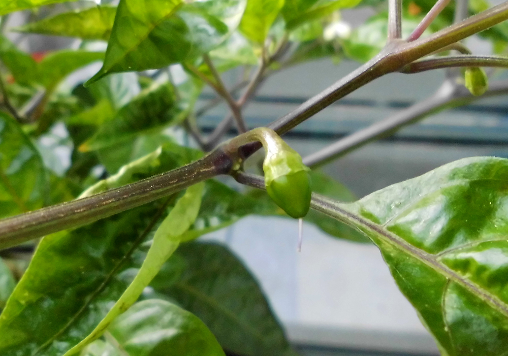 OL_fruit-developing-1.jpg